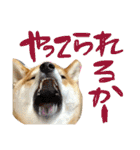 柴犬めりのたぶん結構使えるスタンプ（個別スタンプ：27）