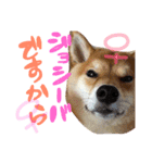 柴犬めりのたぶん結構使えるスタンプ（個別スタンプ：29）