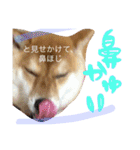 柴犬めりのたぶん結構使えるスタンプ（個別スタンプ：30）