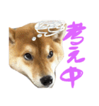 柴犬めりのたぶん結構使えるスタンプ（個別スタンプ：34）
