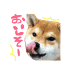 柴犬めりのたぶん結構使えるスタンプ（個別スタンプ：35）