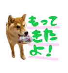 柴犬めりのたぶん結構使えるスタンプ（個別スタンプ：36）