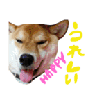 柴犬めりのたぶん結構使えるスタンプ（個別スタンプ：37）