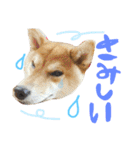 柴犬めりのたぶん結構使えるスタンプ（個別スタンプ：39）