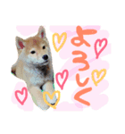 柴犬めりのたぶん結構使えるスタンプ（個別スタンプ：40）