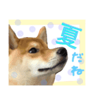 柴犬めりの主に夏に使うスタンプ（個別スタンプ：2）