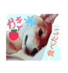 柴犬めりの主に夏に使うスタンプ（個別スタンプ：4）
