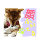 柴犬めりの主に夏に使うスタンプ（個別スタンプ：5）
