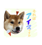柴犬めりの主に夏に使うスタンプ（個別スタンプ：9）