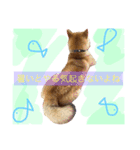 柴犬めりの主に夏に使うスタンプ（個別スタンプ：10）