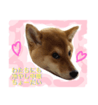 柴犬めりの主に夏に使うスタンプ（個別スタンプ：11）