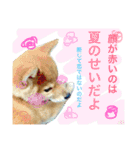 柴犬めりの主に夏に使うスタンプ（個別スタンプ：12）