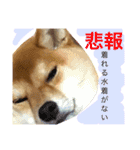 柴犬めりの主に夏に使うスタンプ（個別スタンプ：14）