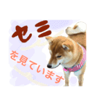 柴犬めりの主に夏に使うスタンプ（個別スタンプ：15）