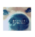 柴犬めりの主に夏に使うスタンプ（個別スタンプ：16）