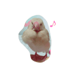 犬猫鳥（個別スタンプ：1）