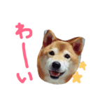 犬猫鳥（個別スタンプ：2）
