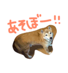 犬猫鳥（個別スタンプ：4）