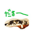 犬猫鳥（個別スタンプ：6）