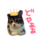 犬猫鳥（個別スタンプ：7）