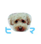 犬猫鳥（個別スタンプ：8）