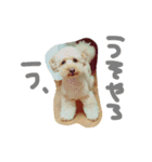 犬猫鳥（個別スタンプ：9）