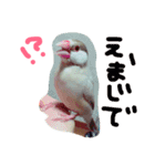 犬猫鳥（個別スタンプ：10）