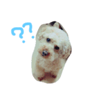 犬猫鳥（個別スタンプ：11）