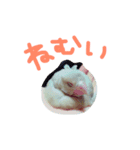 犬猫鳥（個別スタンプ：12）