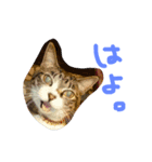 犬猫鳥（個別スタンプ：13）