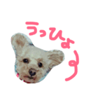 犬猫鳥（個別スタンプ：14）
