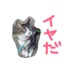 犬猫鳥（個別スタンプ：15）