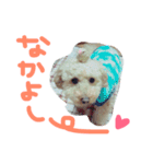 犬猫鳥（個別スタンプ：16）