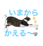 ねこた〜ち バージョンアップ（個別スタンプ：2）