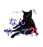 ねこた〜ち バージョンアップ（個別スタンプ：4）