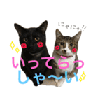 ねこた〜ち バージョンアップ（個別スタンプ：5）