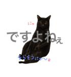 ねこた〜ち バージョンアップ（個別スタンプ：7）