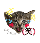 ねこた〜ち バージョンアップ（個別スタンプ：9）