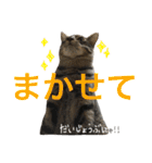ねこた〜ち バージョンアップ（個別スタンプ：10）