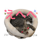 ねこた〜ち バージョンアップ（個別スタンプ：11）
