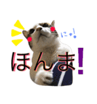 ねこた〜ち バージョンアップ（個別スタンプ：12）