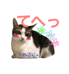 ねこた〜ち バージョンアップ（個別スタンプ：13）