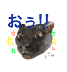 ねこた〜ち バージョンアップ（個別スタンプ：14）