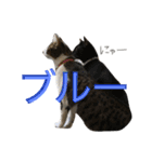 ねこた〜ち バージョンアップ（個別スタンプ：16）