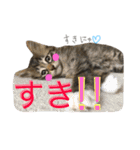 ねこた〜ち バージョンアップ（個別スタンプ：17）