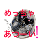 ねこた〜ち バージョンアップ（個別スタンプ：18）