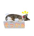 ねこた〜ち バージョンアップ（個別スタンプ：19）