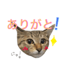 ねこた〜ち バージョンアップ（個別スタンプ：20）