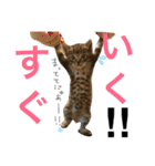 ねこた〜ち バージョンアップ（個別スタンプ：21）