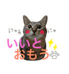 ねこた〜ち バージョンアップ（個別スタンプ：22）